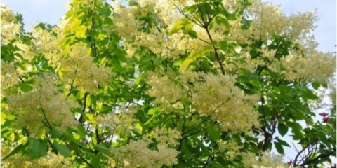 Amur lila: fotografija i opis sorti, recenzije